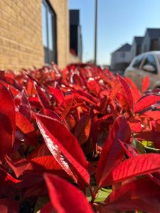 Beautiful Photinia in Barnsley Wood Rise