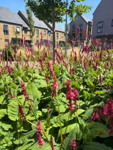 Photograph of Persicaria Orientalis aka Kiss Me Over the Garden Gate.