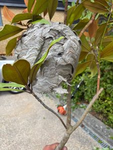 Abandoned Wasps Nest