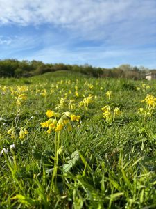Cowslips in Bloom at Great Auger Green
