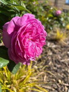 Picture of a Damask Rose