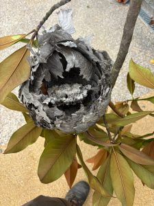 Abandoned Wasps Nest, open.