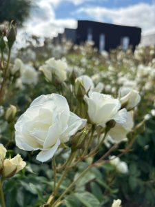 White Roses on Rose Crescent