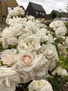 White Roses in Pearl Drift Square Newhall