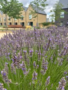 Photograph of Lavendar in front of houses in Base.