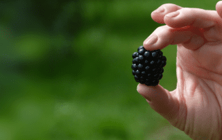 Someone holding a Blackberry, with greenland behind them.
