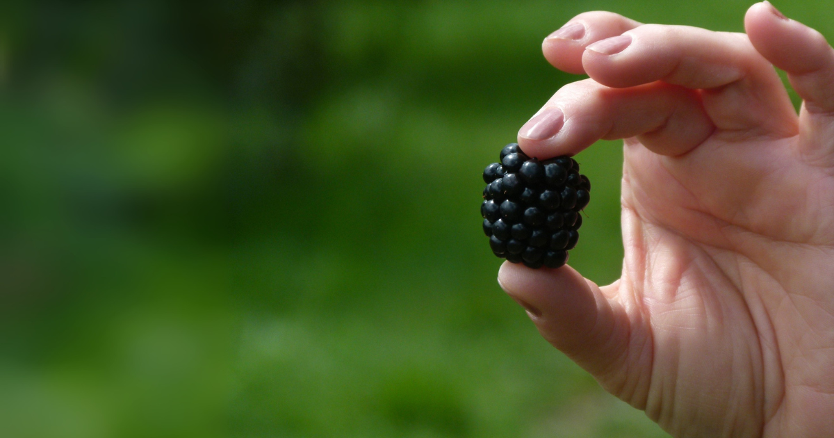 Someone holding a Blackberry, with greenland behind them.